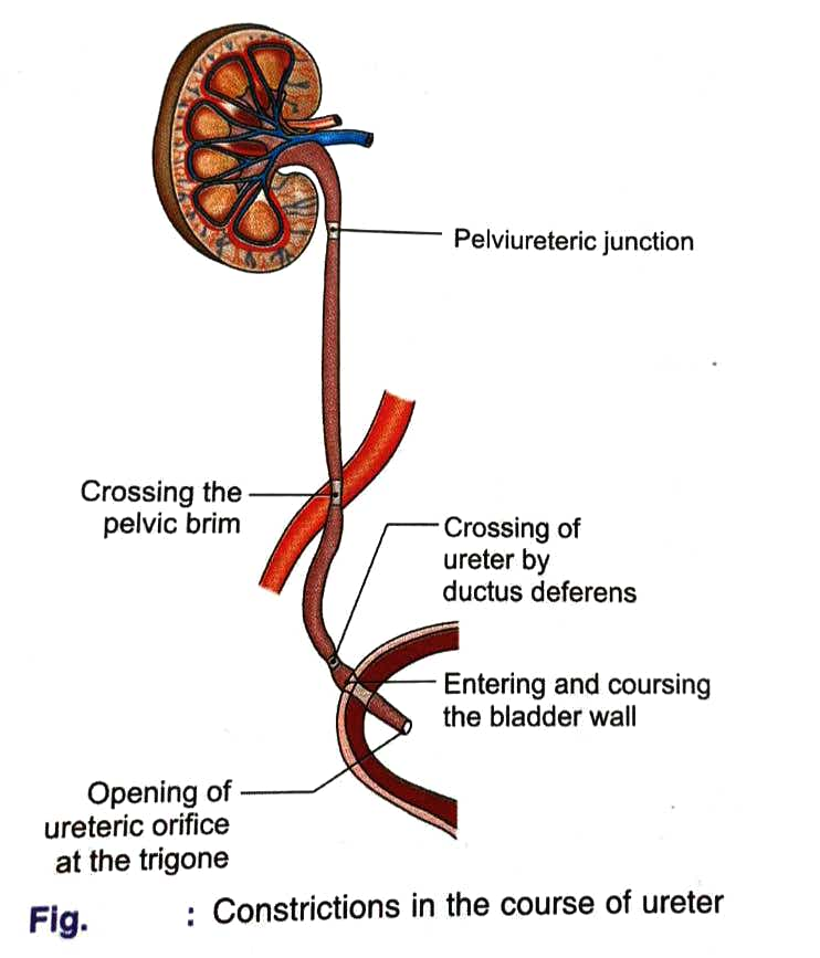 Anatomy and Physiology homework question answer, step 1, image 2